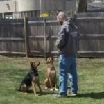 Dog Training Danbury CT