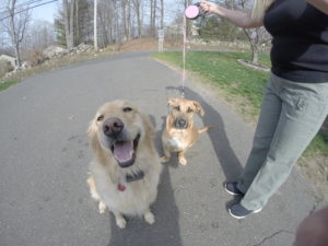 Dog Training Danbury CT