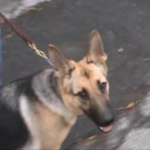 Dog Training in Mahopac NY