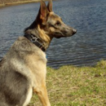 Obedience Training in Putnam NY