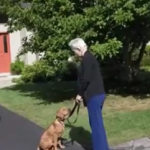 Puppy Obedience Training Westchester NY