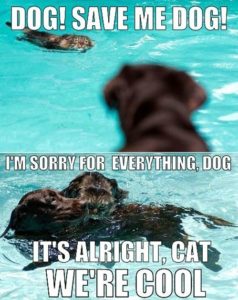 Pool Safety for Dogs