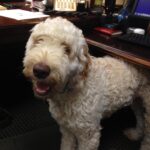 Golden Doodle Training in Westchester NY