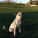 Dog Obedience Training in Westchester NY