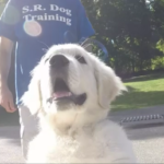 Dog Training in Croton-on-Hudson NY