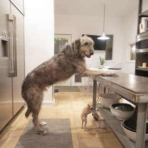How to Stop Your Dog from Stealing Food