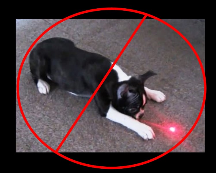 are laser pointers bad for dogs