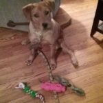 Dog Trainer Putnam County NY