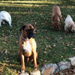 Obedience Training in Putnam NY