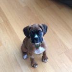 Boxer Puppy Training in Putnam NY